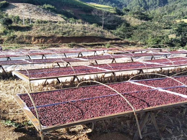 咖啡果色选在云南