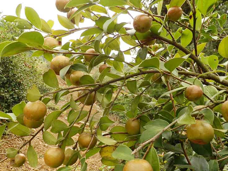 好品质源于好原料！从千年油茶籽到珍品茶油