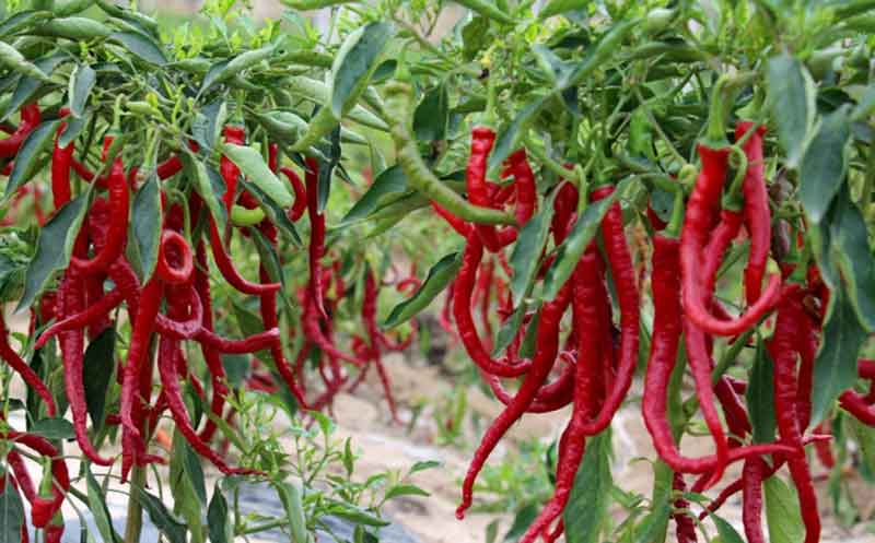 意昂(中国区)体育·官方网站-意昂让你的选择异乎寻常