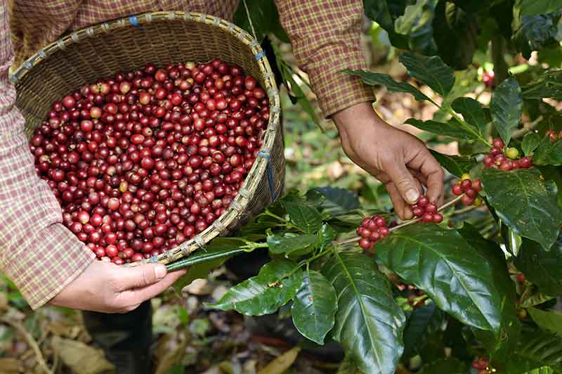 色选机|食品色选机|再生资源色选机|矿石色选机|履带色选机
