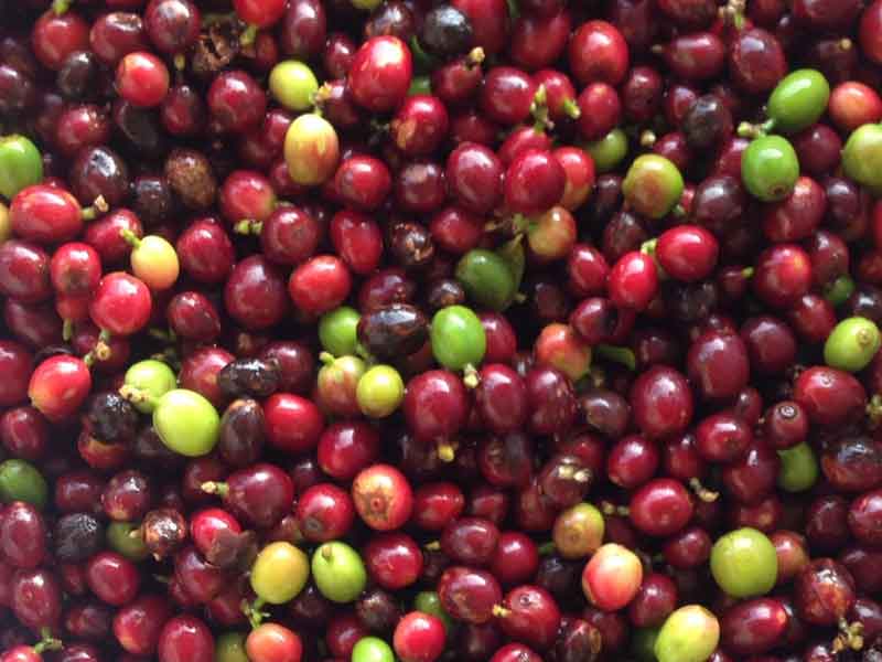 色选机|食品色选机|再生资源色选机|矿石色选机|履带色选机