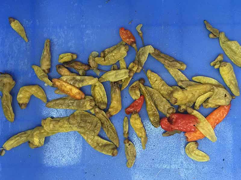 色选机|食品色选机|再生资源色选机|矿石色选机|履带色选机