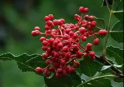 色选机|食品|再生料|矿石|蒜米色选机