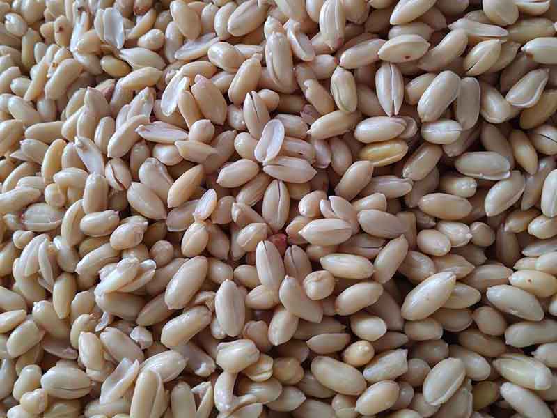 色选机|食品色选机|再生资源色选机|矿石色选机|履带色选机