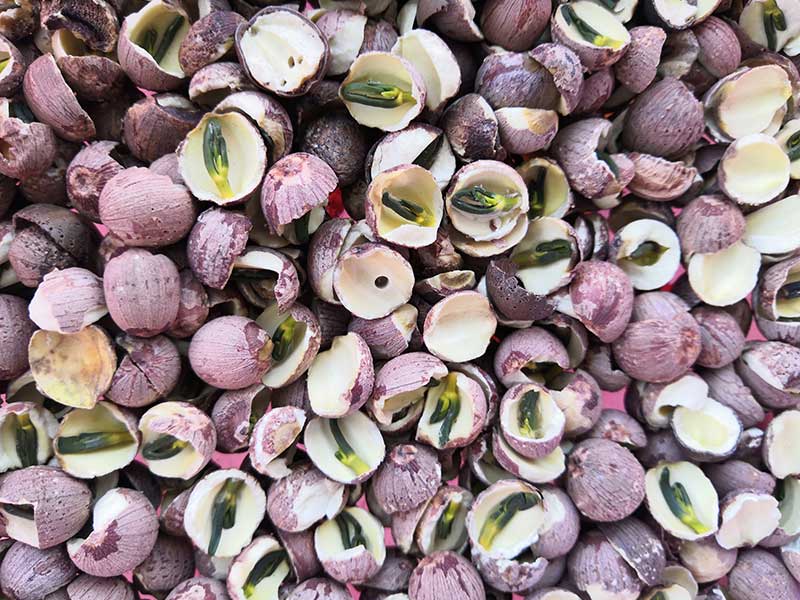 色选机|食品色选机|再生资源色选机|矿石色选机|履带色选机