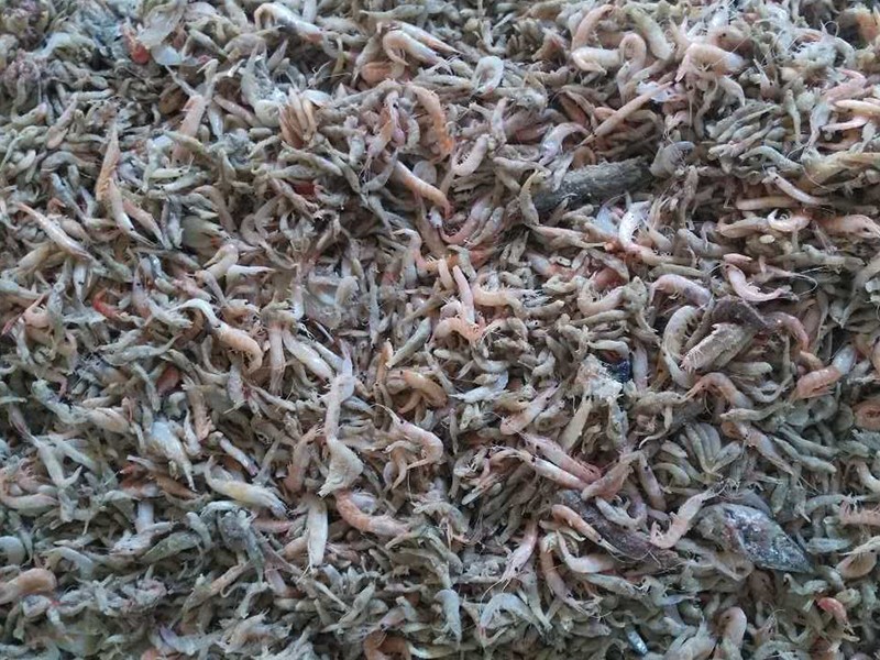 色选机|食品色选机|再生资源色选机|矿石色选机|履带色选机