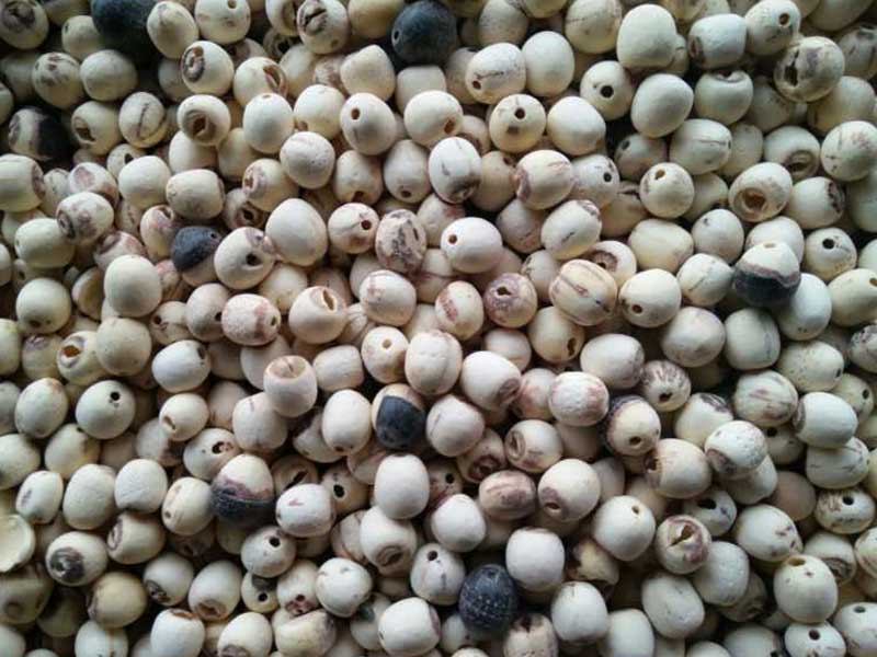 色选机|食品色选机|再生资源色选机|矿石色选机|履带色选机