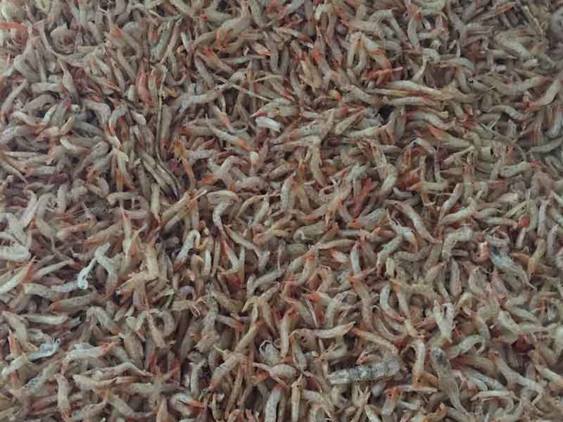 色选机|食品色选机|再生资源色选机|矿石色选机|履带色选机