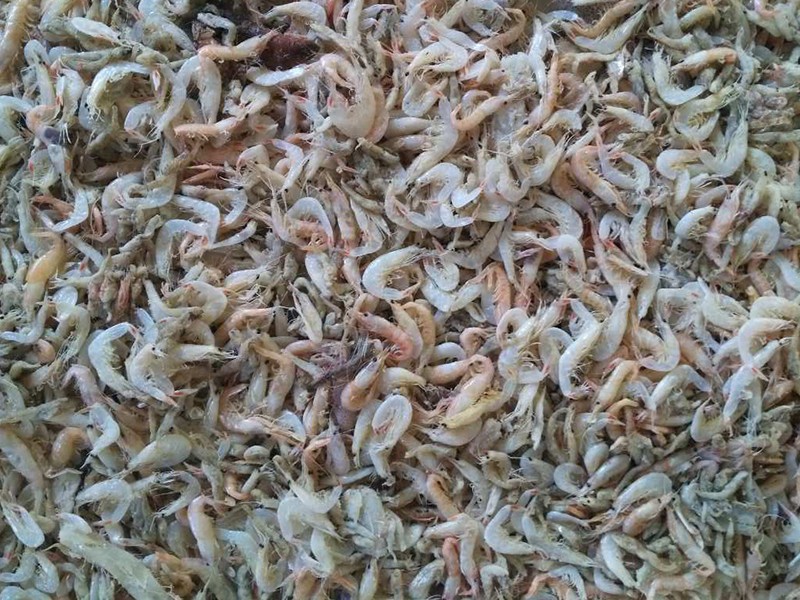 色选机|食品色选机|再生资源色选机|矿石色选机|履带色选机