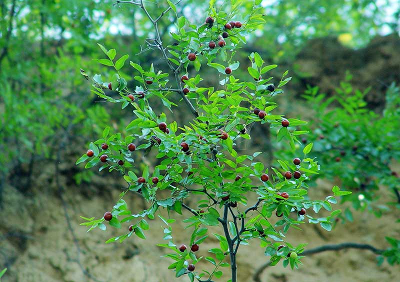 色选机|食品色选机|再生资源色选机|矿石色选机|履带色选机
