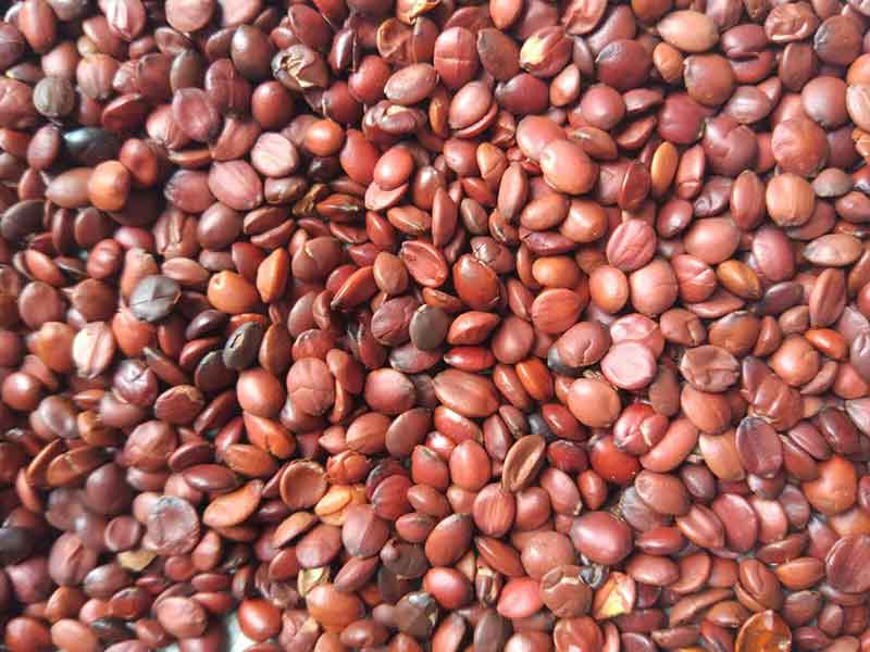 色选机|食品色选机|再生资源色选机|矿石色选机|履带色选机