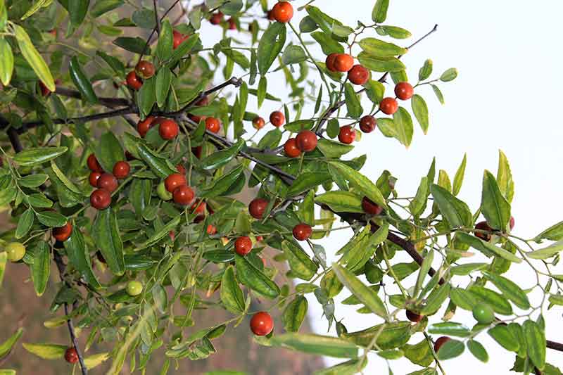 色选机|食品色选机|再生资源色选机|矿石色选机|履带色选机