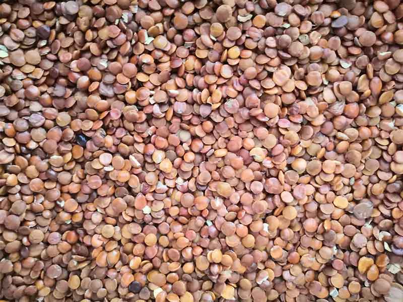 色选机|食品色选机|再生资源色选机|矿石色选机|履带色选机