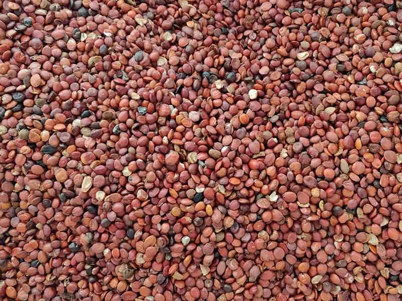 色选机|食品色选机|再生资源色选机|矿石色选机|履带色选机