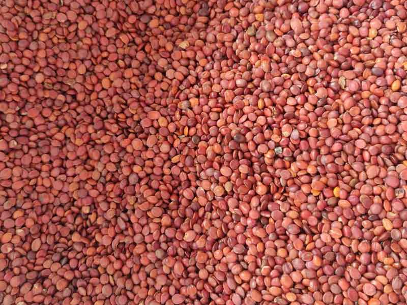 色选机|食品色选机|再生资源色选机|矿石色选机|履带色选机