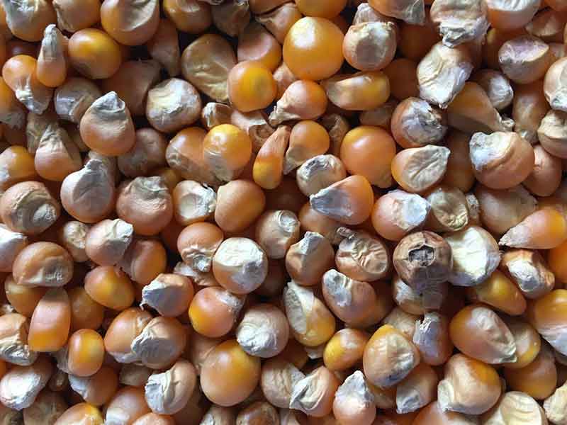 色选机|食品色选机|再生资源色选机|矿石色选机|履带色选机