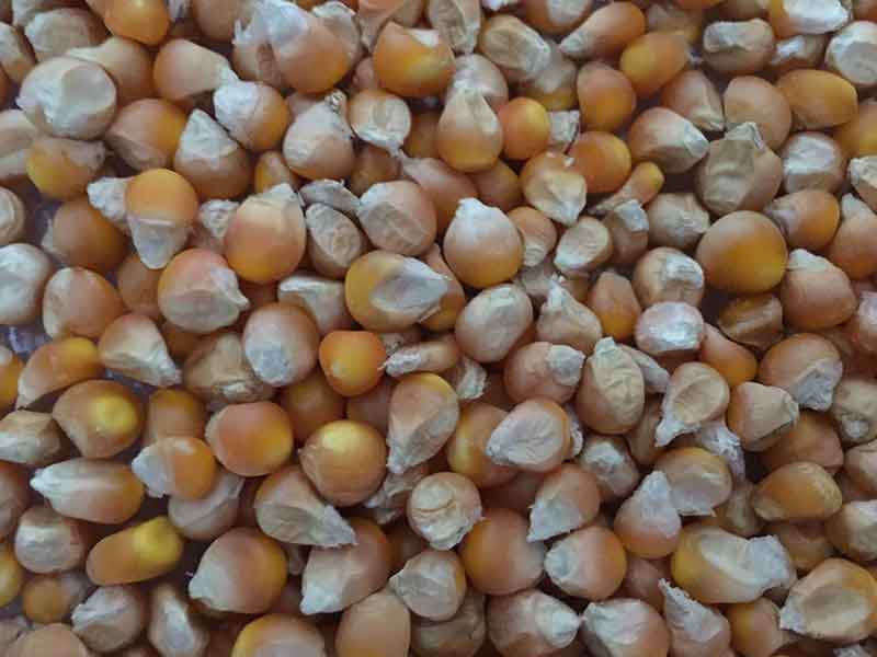 色选机|食品色选机|再生资源色选机|矿石色选机|履带色选机