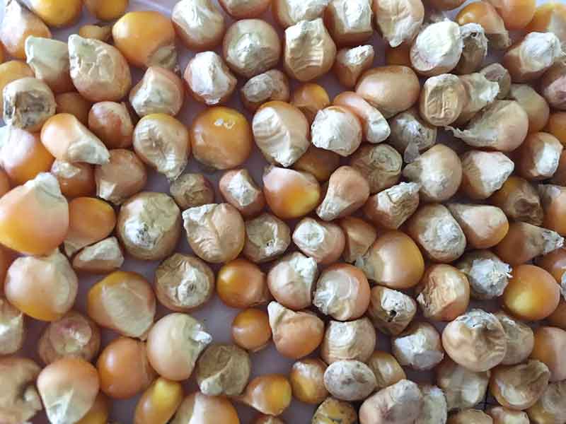 色选机|食品色选机|再生资源色选机|矿石色选机|履带色选机