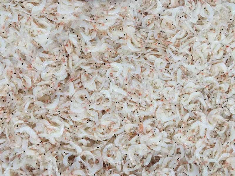 色选机|食品色选机|再生资源色选机|矿石色选机|履带色选机