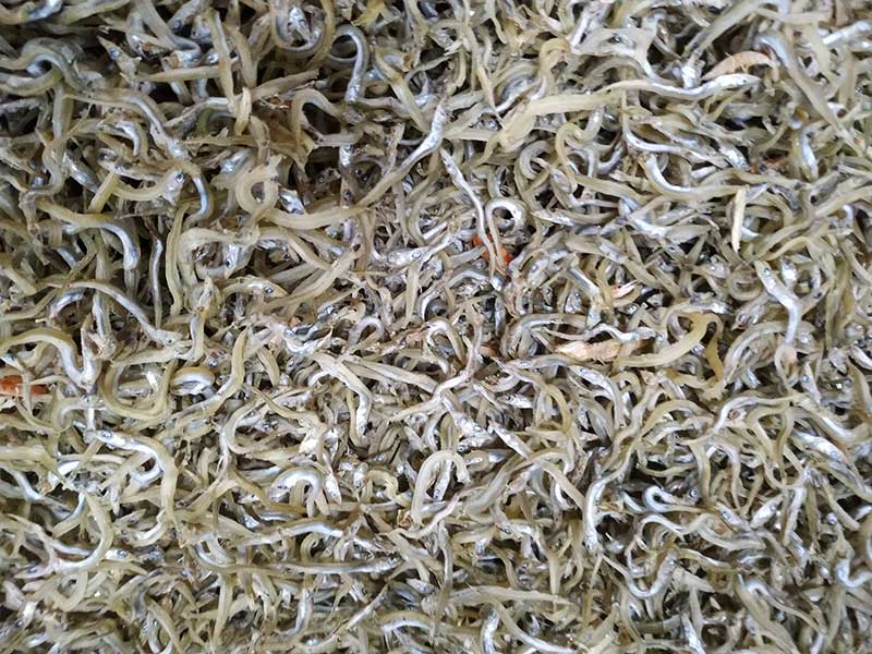 色选机|食品色选机|再生资源色选机|矿石色选机|履带色选机