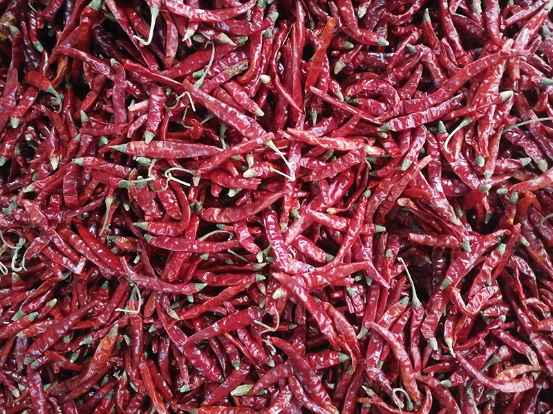 印度-辣椒-Sharma-5041处，辣椒选把，原料改.jpg
