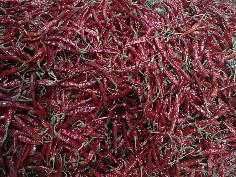 印度-辣椒-Sharma-5041处，辣椒选把，下料.jpg
