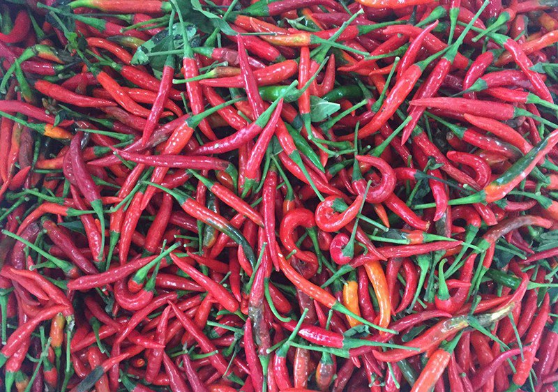 新鲜辣椒原料图改.jpg