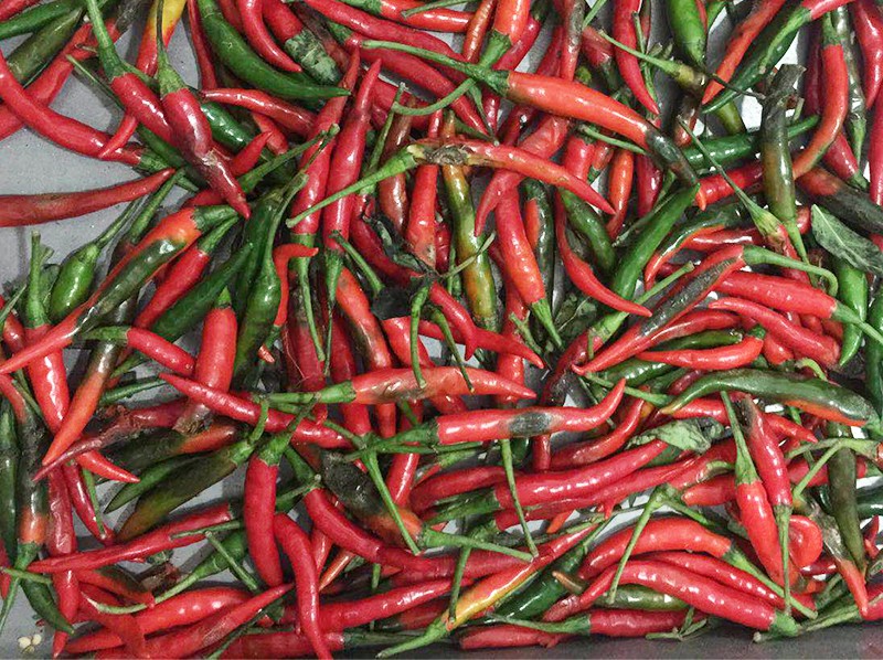 新鲜辣椒坏料图改.jpg