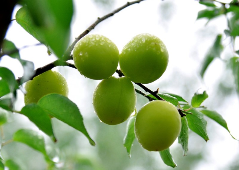 色选机|食品色选机|再生资源色选机|矿石色选机|履带色选机