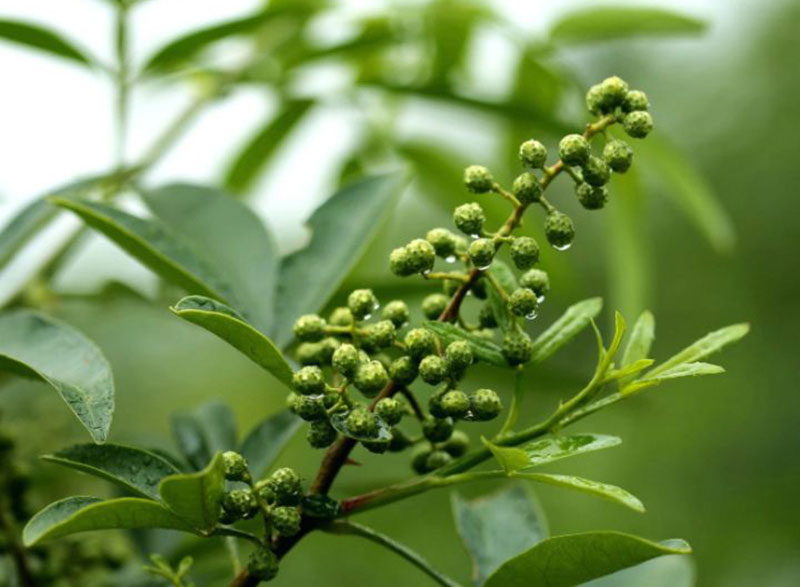 色选机|食品色选机|再生资源色选机|矿石色选机|履带色选机