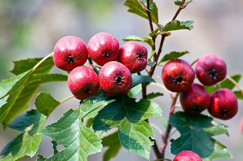色选机|食品色选机|再生资源色选机|矿石色选机|履带色选机