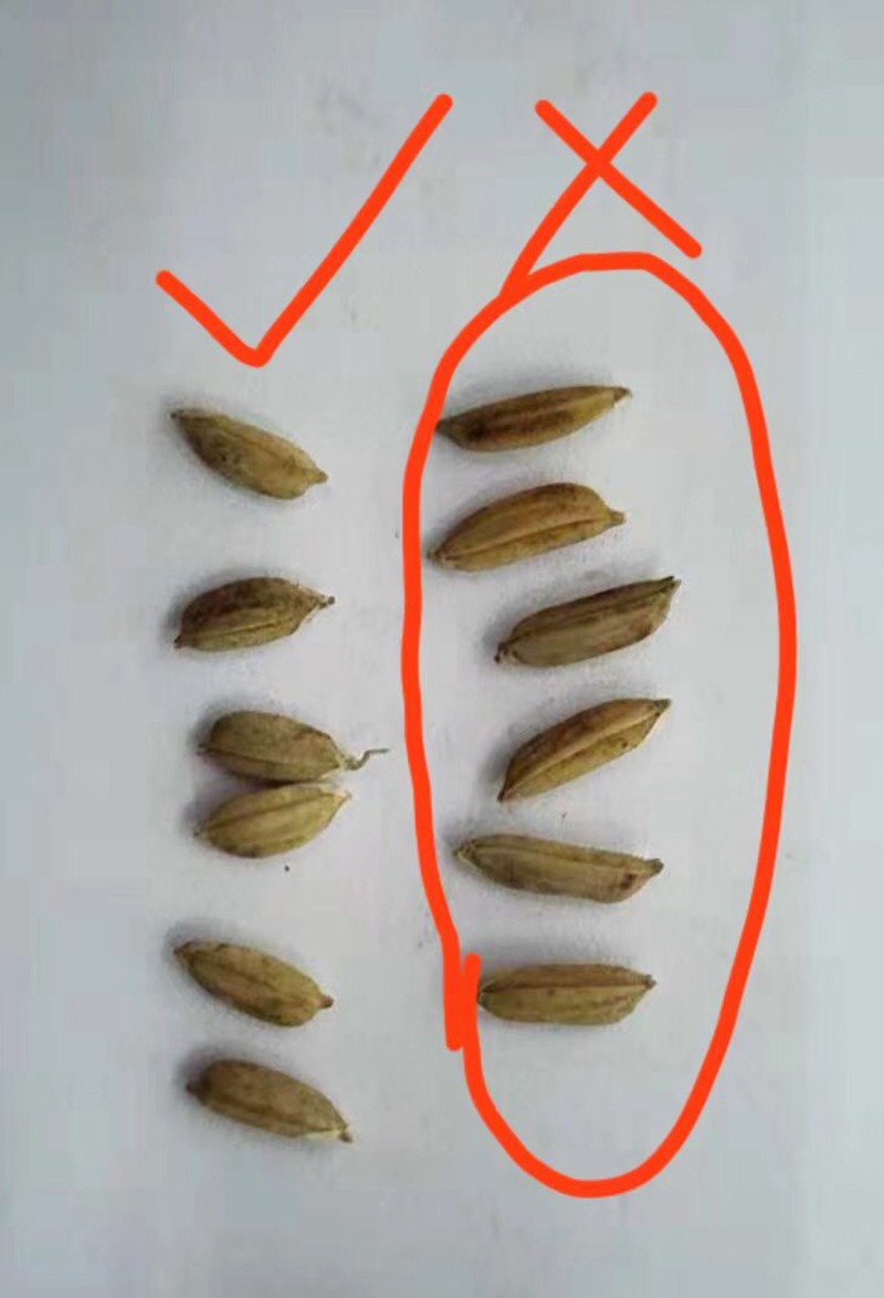 色选机|食品|再生料|矿石|履带色选机