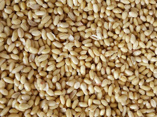 色选机|食品|再生料|矿石|履带色选机